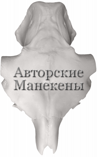 Лобовина лось европейский