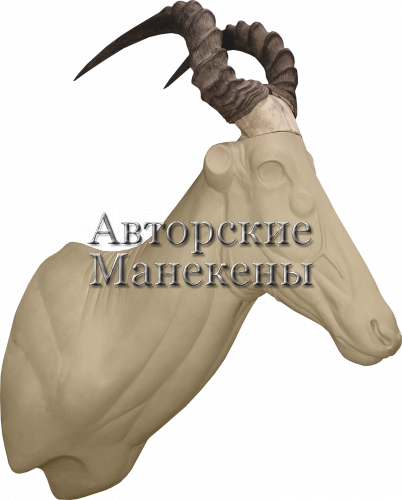 Манекен хартебист западный ХАДТ-4