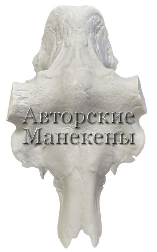 Лобовина лось камчатский