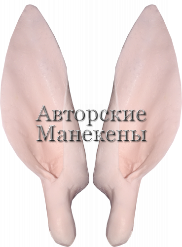 Уши косуля европейская