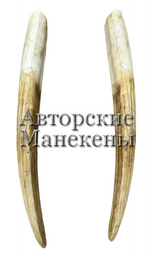 Бивни морж №1 (окр.)