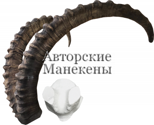 Рога козерог алтайский с лобовиной