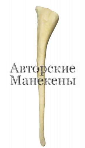 Хвост слон африканский