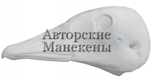 Голова гусь белолобый тундряной