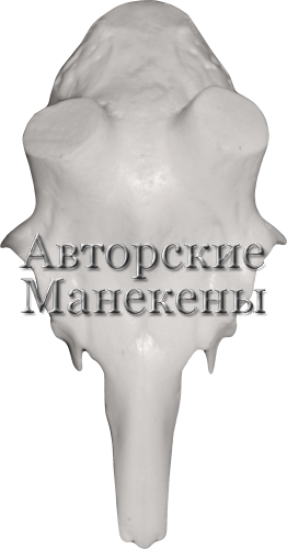 Лобовина косуля европейская