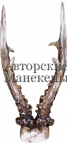 Рога косуля европейская на лобовине