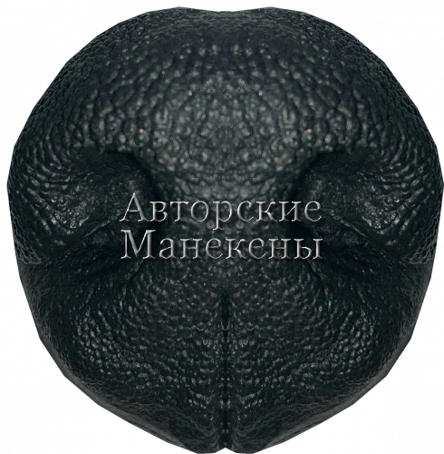 Нос волк