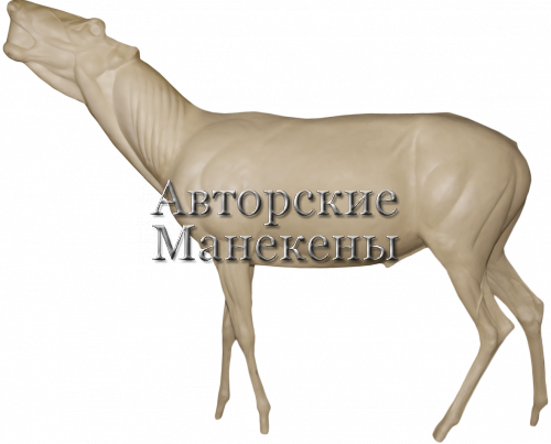Манекен олень благородный ОЛБМ-1 Л