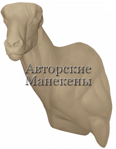 Манекен аргали гобийский АГОТ-1 Л
