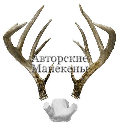 Рога олень белохвостый с лобовиной