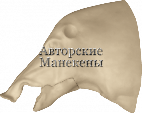 Манекен кабан КБНТ-3