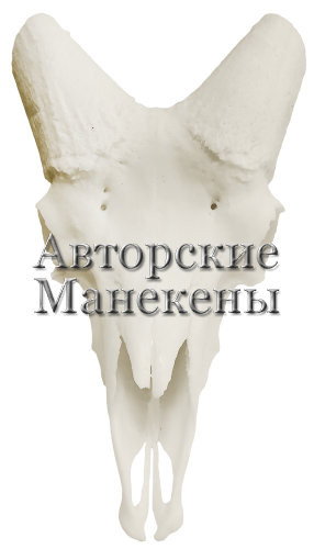 Череп баран снежный (охотский)