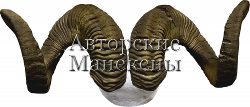 Рога аргали хангайский с лобовиной