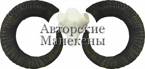 Рога муфлон европейский с лобовиной