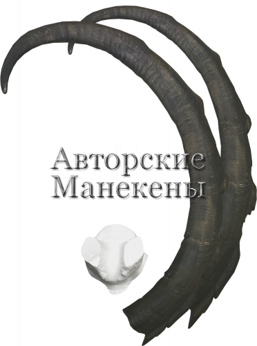 Рога козел безоаровый с лобовиной