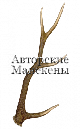 Рог олень благородный №11