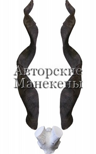 Рога мархур бухарский с лобовиной