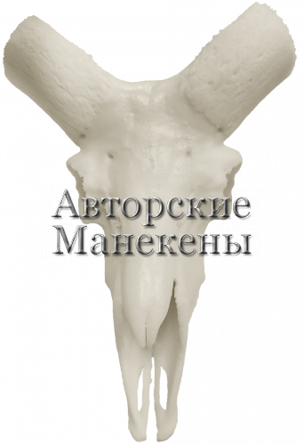 Череп муфлон европейский