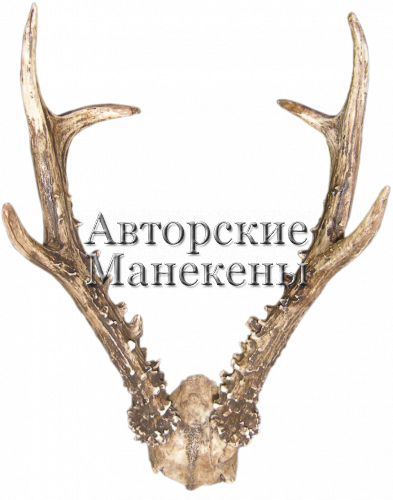 Рога косуля сибирская средний на лобовине