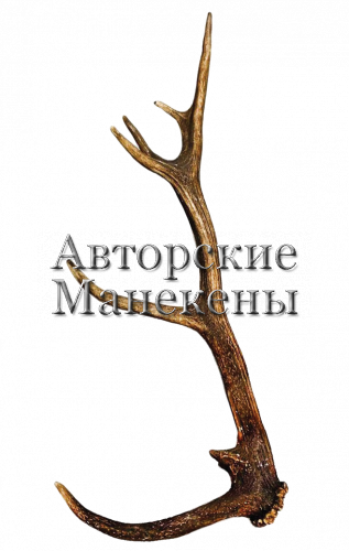 Рог олень благородный №4