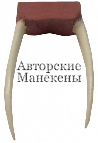 Клыки кабарга