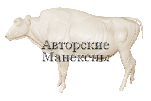 Манекен зубр ЗБРМ-1
