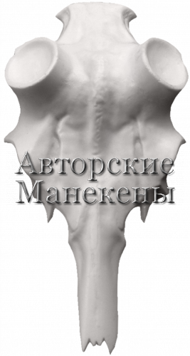 Лобовина олень благородный
