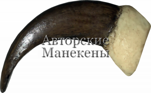 Коготь медведь
