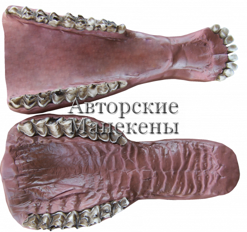 Челюсти козерог