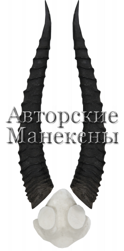 Рога газель Томсона с лобовиной