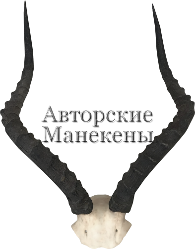 Рога импала с лобовиной