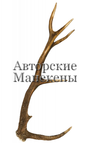 Рог олень благородный №5