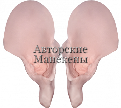 Уши леопард