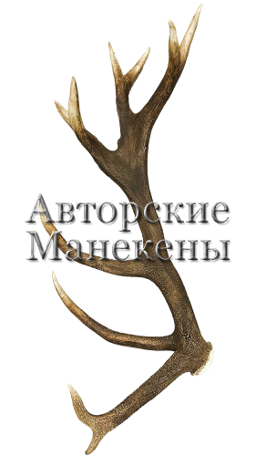 Рог олень благородный №2
