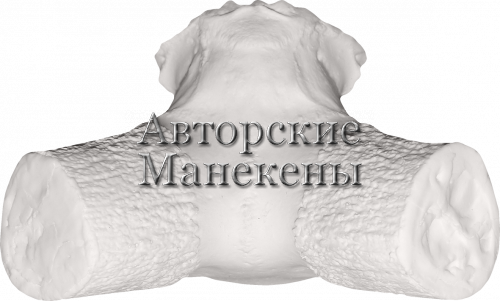 Лобовина тур дагестанский
