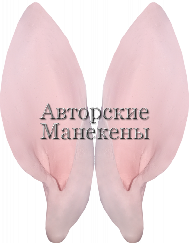 Уши косуля сибирская