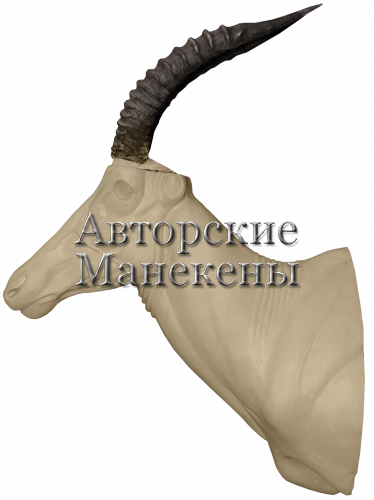 Манекен коригум (топи) КОРТ-1