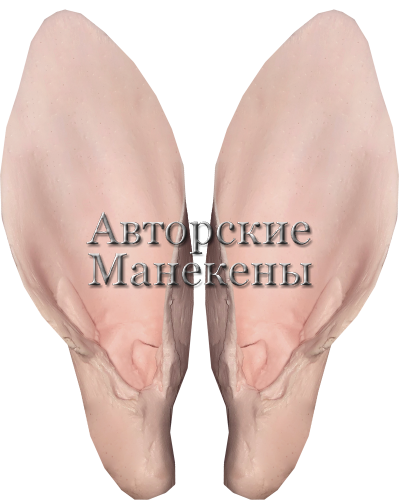Уши кабарга
