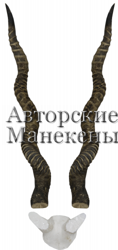 Рога гарна (блэкбак) с лобовиной