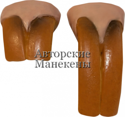 Зубы бобр