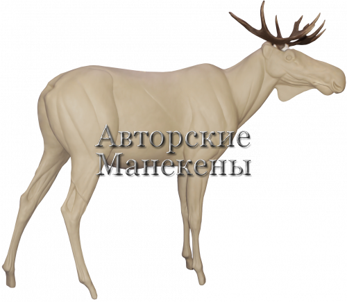 Манекен лось европейский ЛСЕМ-2 П