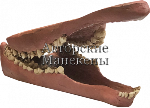 Челюсти косуля европейская