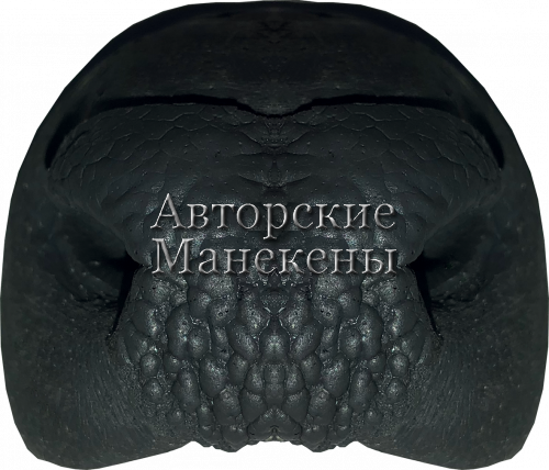 Нос косуля сибирская