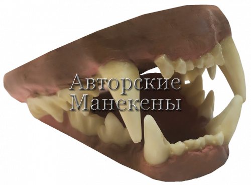 Челюсти гепард