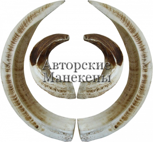 Клыки кабан целиковые