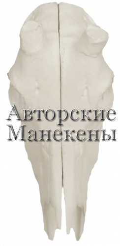 Череп орикс аравийский