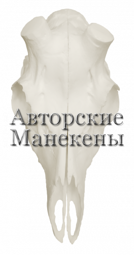 Череп косуля сибирская