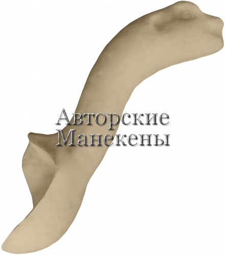 Шея глухарь ГЛОШ-1 Т