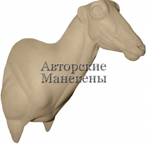 Манекен аудад (гривистый баран) АУДТ-1