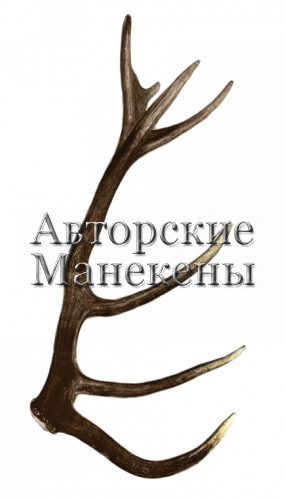 Рог олень благородный №7